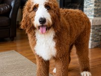 Türkiyede Tek Bernedoodle Yavruları