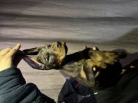 Dünyaca ünlü doberman torunları