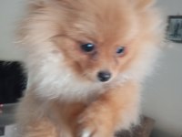 4 aylık pomeranian yer dolayısından vereceğim