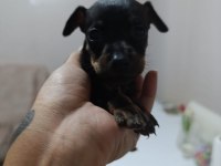 Erkek Dişi Pinscher Yavrularımız