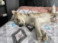 Küçük ırk erkek köpeğim
