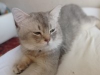 5 buçuk aylık erkek british shorthair silver safkan