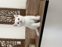 Orjinal ırkta, nadir bulunan bir cins british shorthair