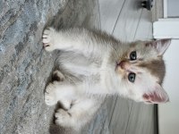 Scottish Fold (erkek) 29.04.2024 Doğumlu