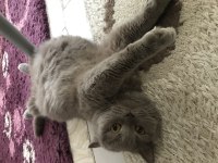 Yetişkin British Shorthair