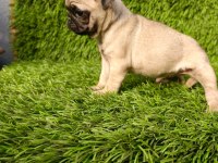 Pug mobs bebekler