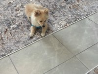 Pomeranian spitz