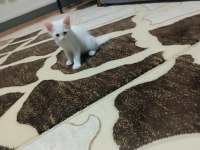Ücretsiz sahiplendirme kediler