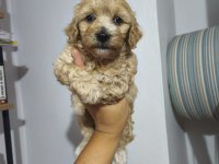 Maltipoo bebekler