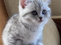 British Shorthair Yavrular