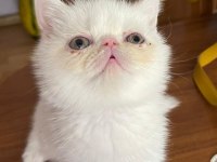 EXOTIC SHORTHAIR ERKEK 