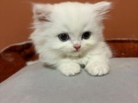 Şecereli Baba British Longhair Point Yavrumuz