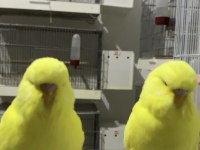 Show jumbo muhabbet kuşu yavrular