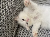 Beyaz british longhair