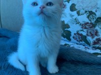 55 günlük erkek yavrulara british longhair