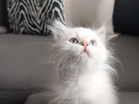 Mükemmel british longhair erkek