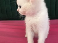 British Yavru Kedi