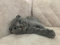 Ayı surat top kafa sıfır kulak ERKEK bebiş