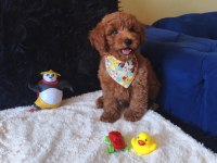 Yakışıklı Poodle Prens