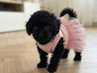 Çok Uyguna Teacup Minik Köpekler