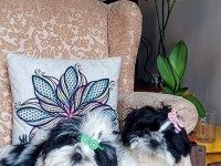 A Kalite Şecereli Shih Tzu Yavruları