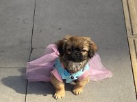 sisi pekinez köpeği