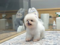 En Güzel Pomeranian Boo Yavrularımız
