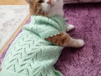 SARMAN EV KEDİSİ