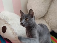 BİR YAŞINDAKİ DİŞİ KEDİMİ SAHİPLENDİRİYORUM