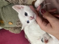 Khoa Manee cinsi Mia yeni aile arıyor