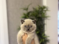 Sevimli Brıtısh Shorthair Yavrularım 