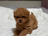 Teddy Face Poodle 