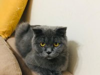Scottish fold 2 yaşında