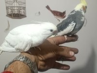 Takım veya tekleme olarak sultan papağanı yardımcı olurum
