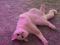 Beyaz british shorthair prenses