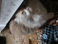 İran kedisi chinchilla