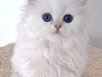 Show Kalite Silver British Longhair Dişi