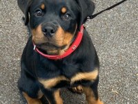 Orjinal Rottweiler Yavrumuz
