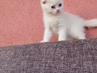 Uygun bayram şekerleri kediler