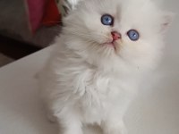 SAFKAN BRİTİSH DİŞİ ERKEK BEBEKLER