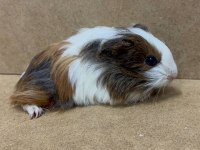 Ginepig Yavrularımız Gün İçi Gönderim Sağlanmaktadır