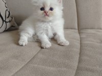 British Longhair Blue Point