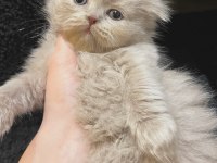 DİŞİ SCOTTISH FOLD EFSANE GENETİK