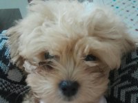 7 Aylık Yavrumuz İçin Bilgi Tel No Üzerinden Poodle