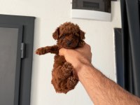 KOREA TOY POODLE GERÇEK ORJİNAL YAVRULAR