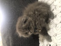 Saf kan scottish fold longhair yavrularım yuva arıyor