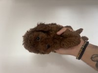 Efsane poodle yavrularım
