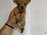Minyatür pinscher yavrusu 45 günlük