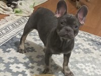 Dişi lilac tan french bulldog