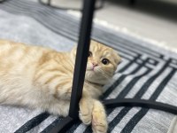Sarı scottish fold